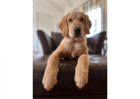Golden Retriever Puppy 1 Male remaining. NEW PRICE!